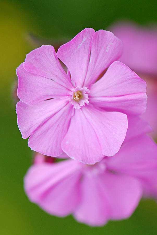 Silene dioica